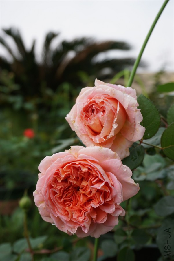 DSC02854_��ͼ��.jpg