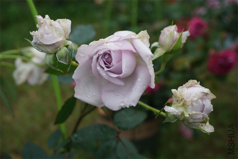 DSC04636_��ͼ��.jpg