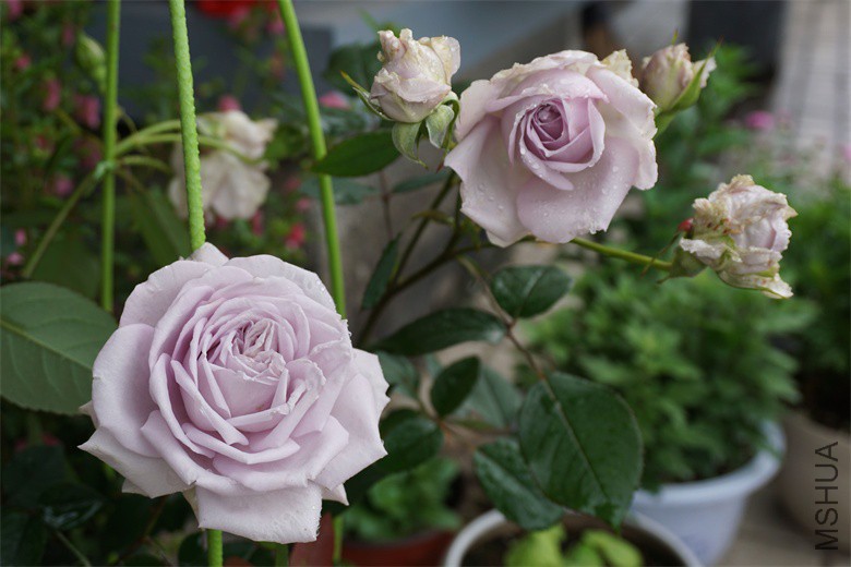 DSC04672_��ͼ��.jpg