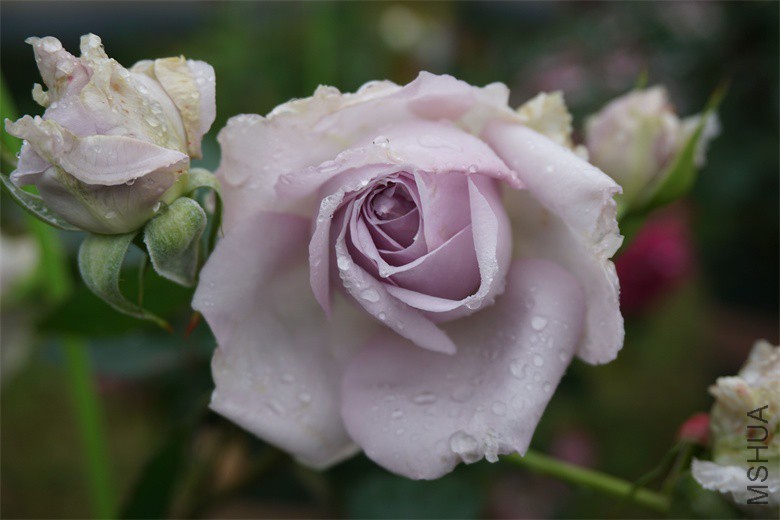 DSC04646_��ͼ��.jpg