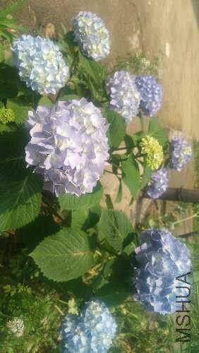 IMG_20160506_113623.jpg