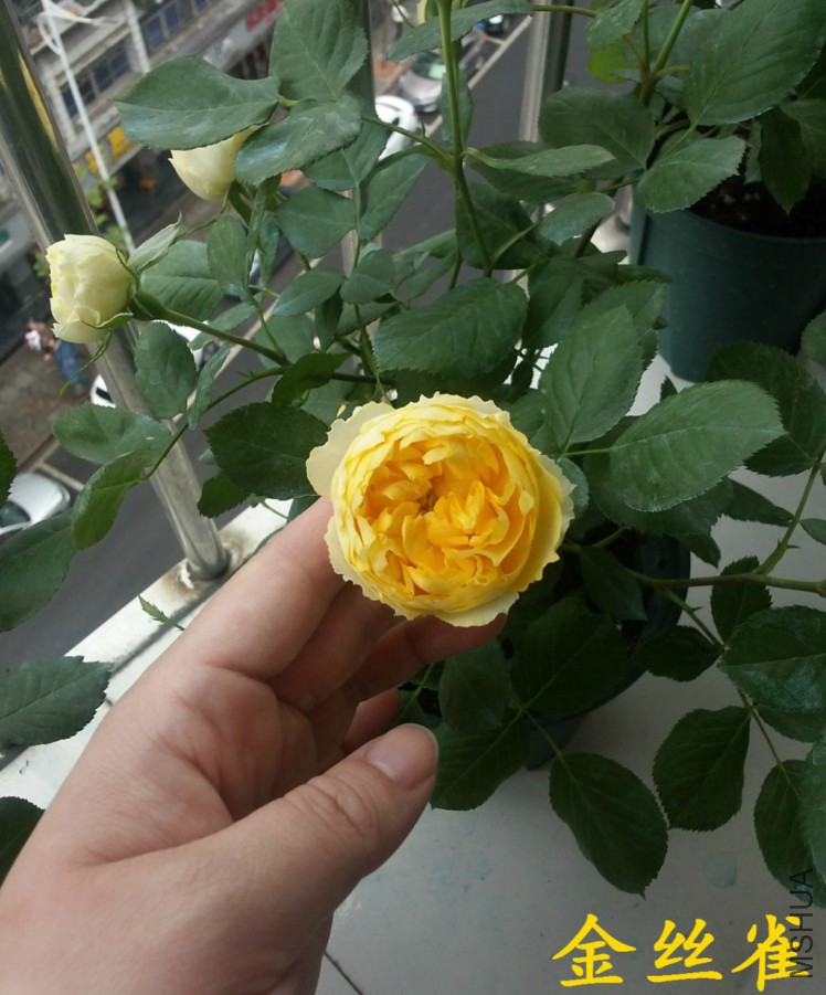 20160413_090705_meitu_1_meitu_1_meitu_2.jpg