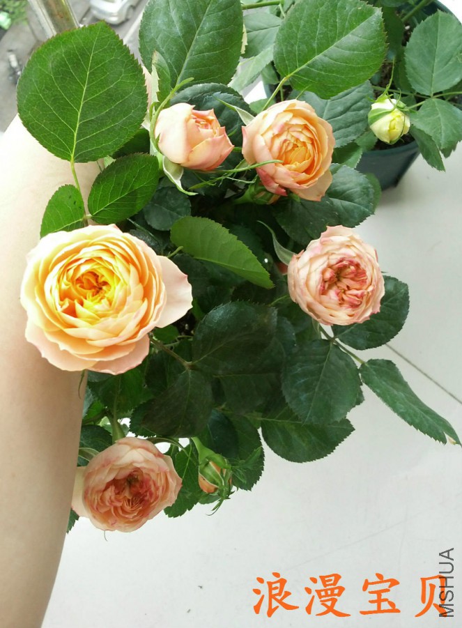20160414_114100_meitu_2_meitu_3_meitu_4.jpg