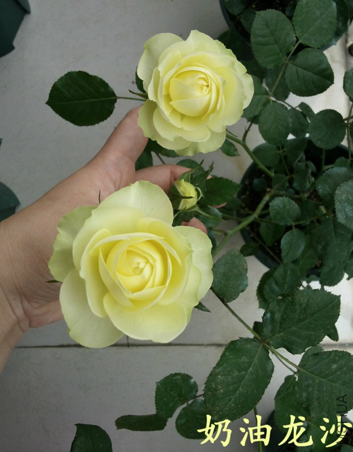 20160414_114618_meitu_3_meitu_5.jpg