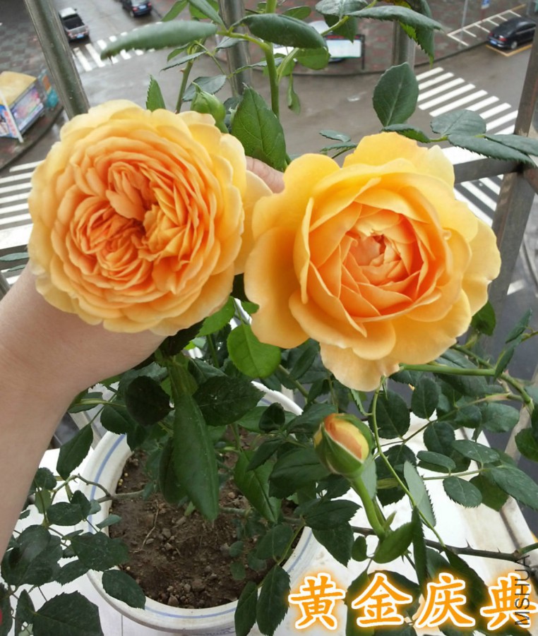 20160418_071806_meitu_1_meitu_7.jpg