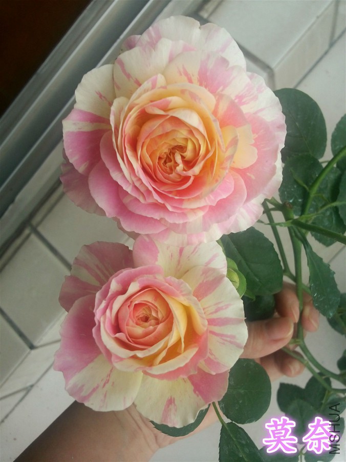 20160418_151822_meitu_3_meitu_8.jpg
