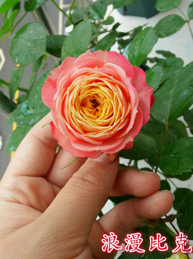 20160421_104720_meitu_1_meitu_10.jpg