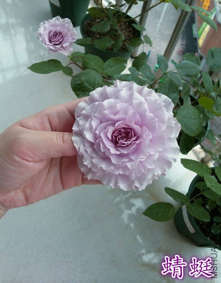 QQͼƬ20160412213525_meitu_2_meitu_3_meitu_12.jpg