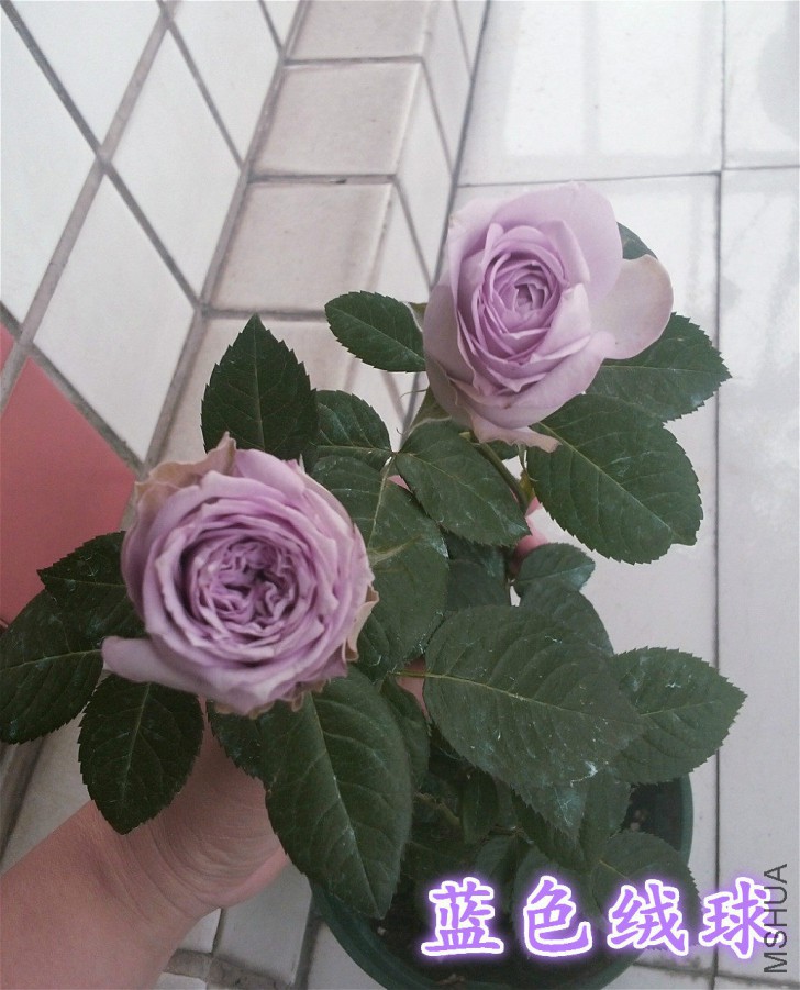 QQͼƬ20160501232025_meitu_1_meitu_13.jpg