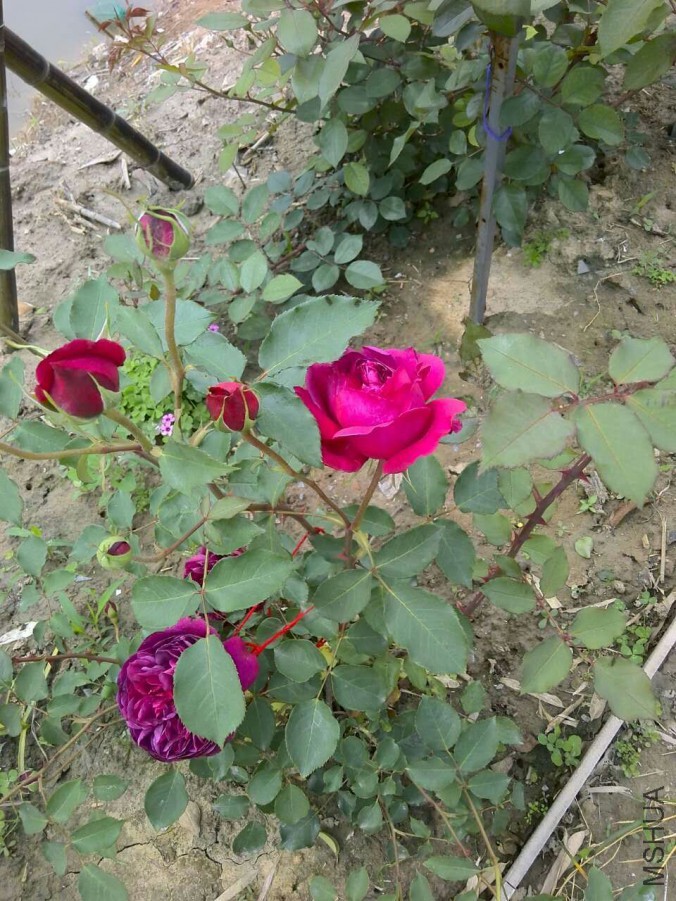 QQͼƬ20160506153655.jpg