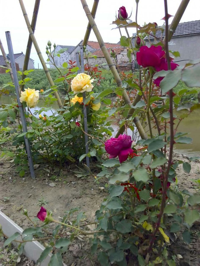 QQͼƬ20160506153649.jpg
