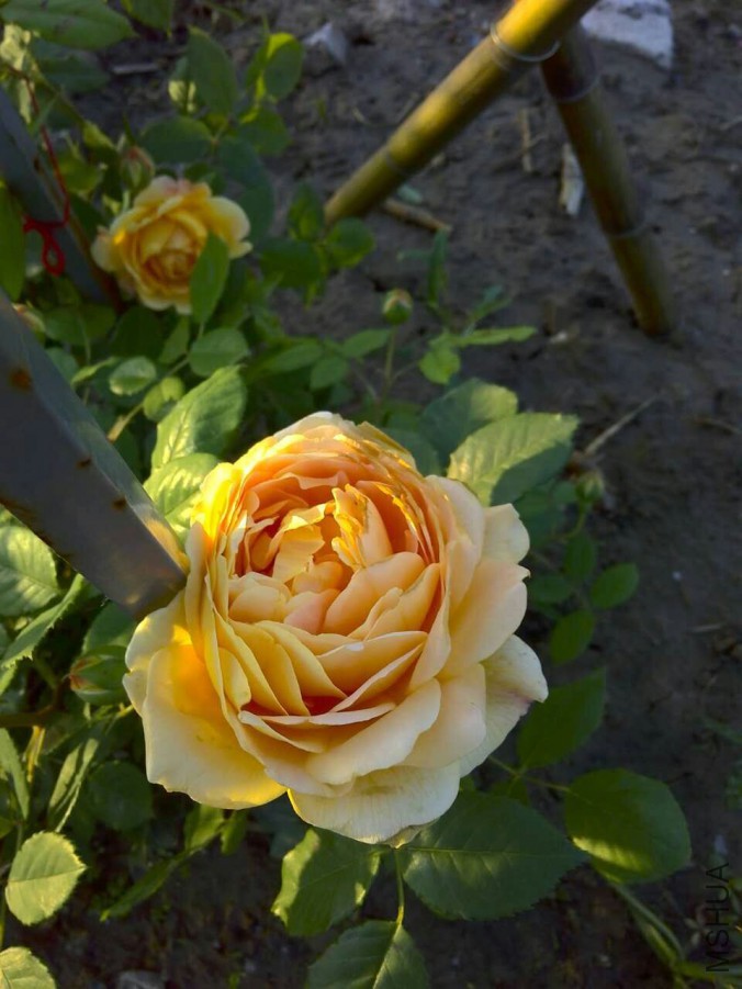 QQͼƬ20160506153711.jpg
