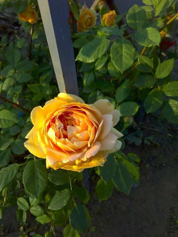 QQͼƬ20160506153709.jpg