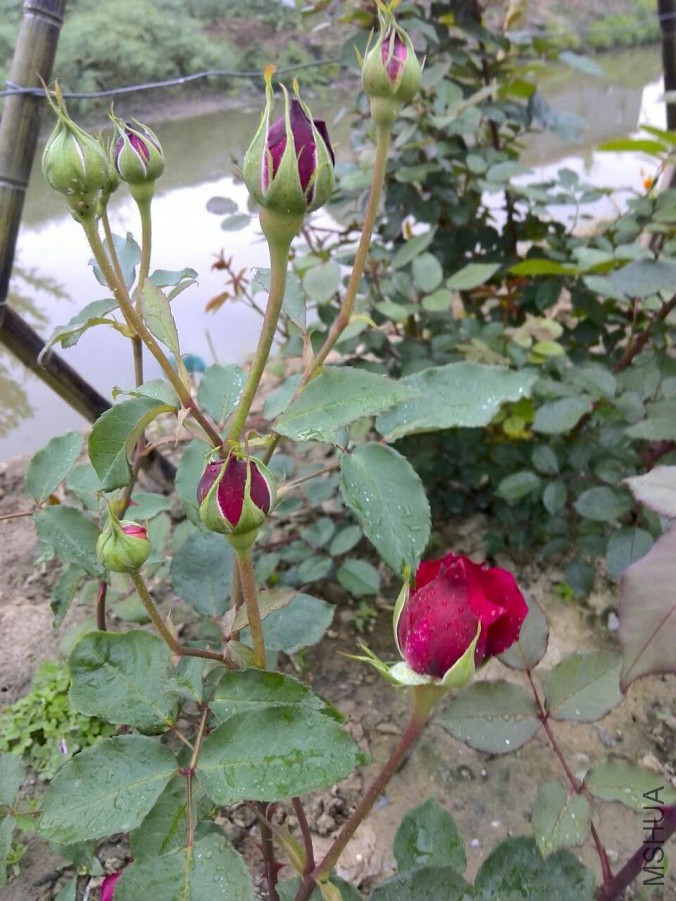QQͼƬ20160506153719.jpg