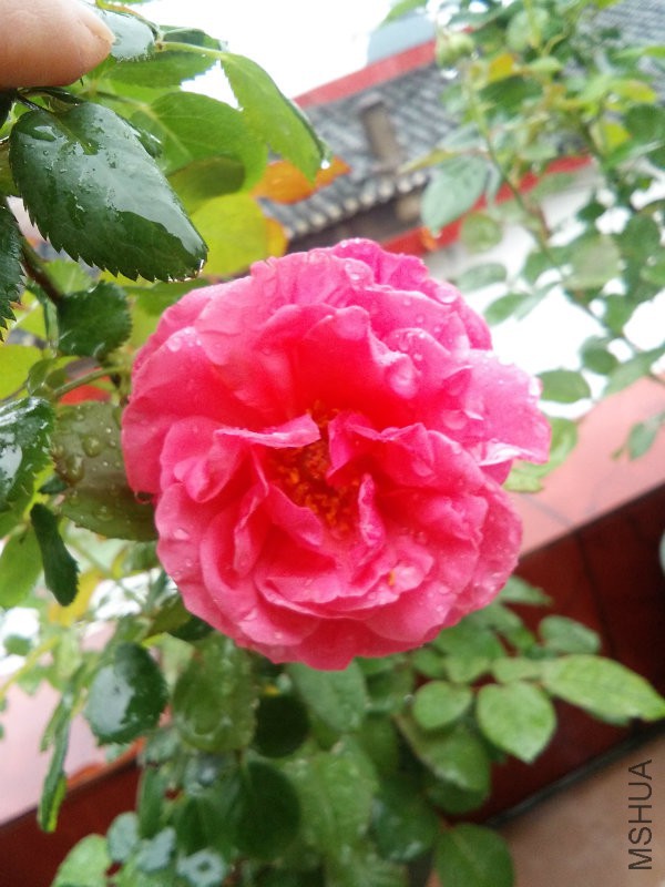 古美�