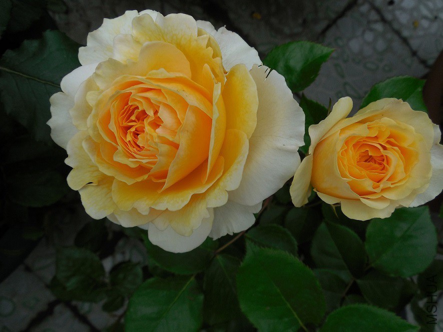 DSCN2058.JPG