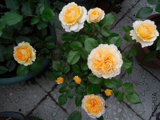 DSCN2062.JPG