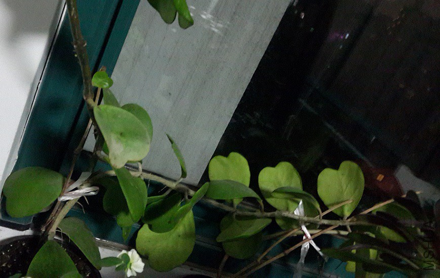 һ�賤�ܳ�һ�賤�Ʋ���