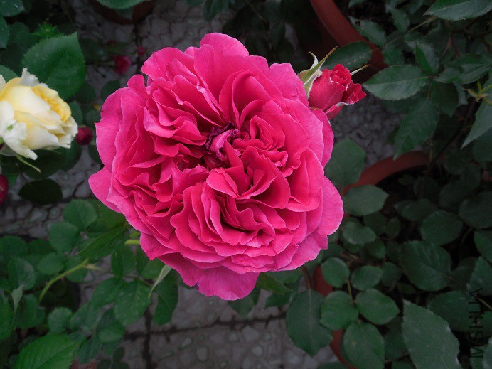 DSCN1960.JPG