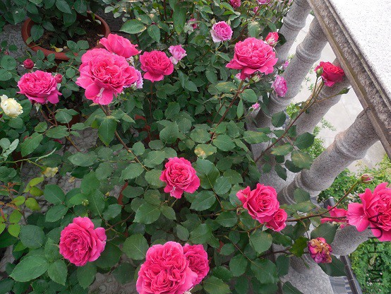 DSCN1965.JPG