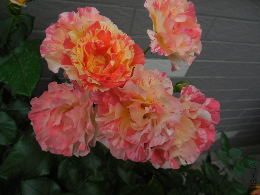 DSCN1987.JPG
