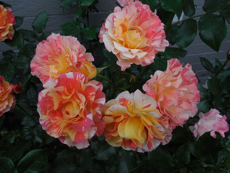 DSCN1986.JPG