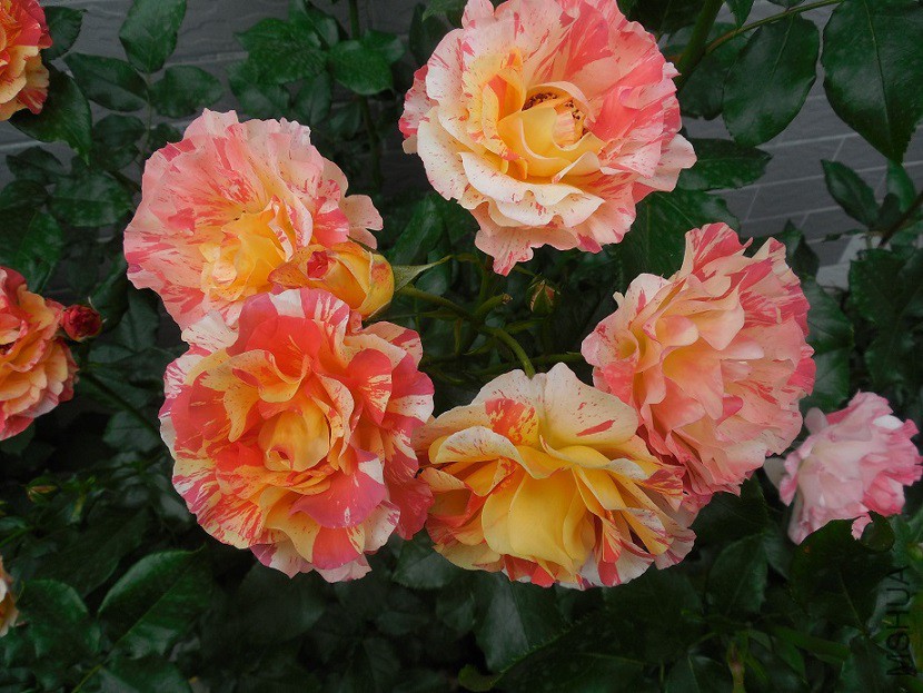 DSCN1992.JPG