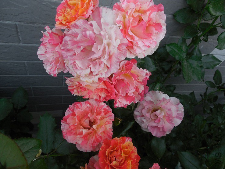 DSCN2147.JPG