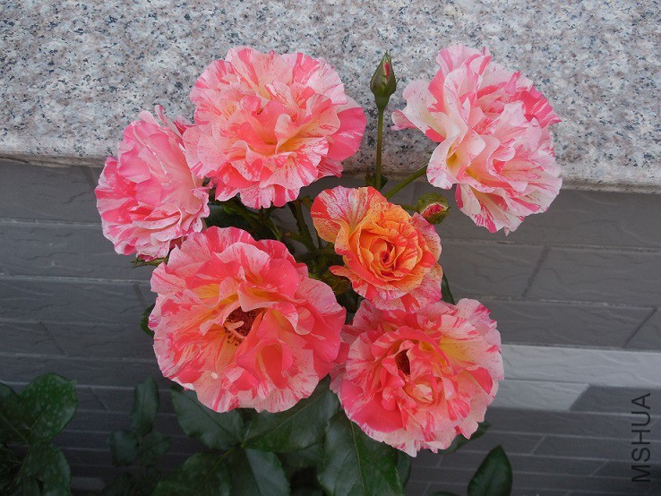 DSCN2148.JPG