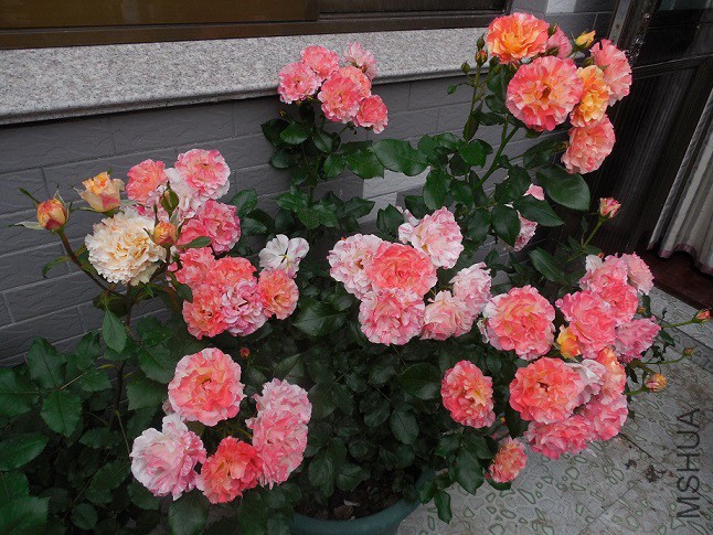 DSCN2202.JPG