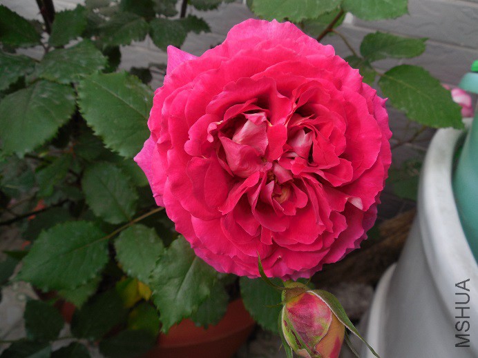 DSCN1954.JPG