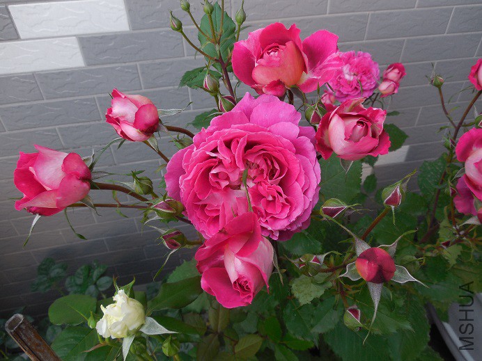 DSCN2105.JPG