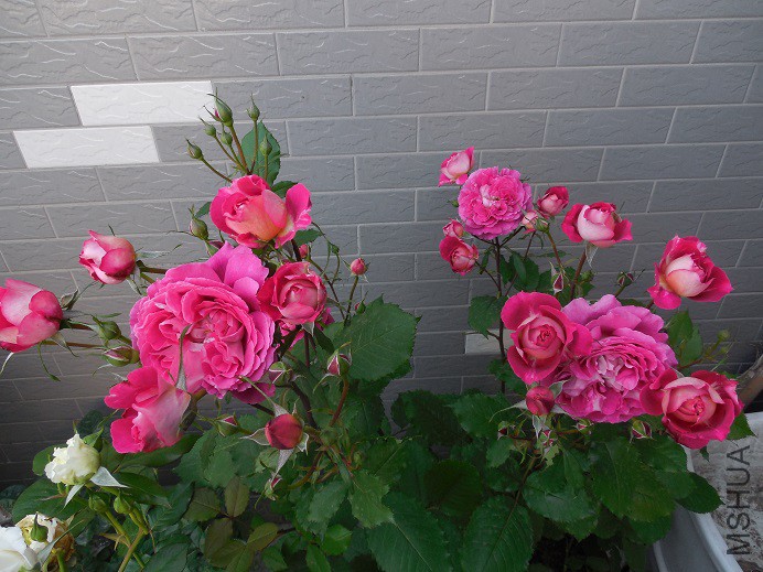 DSCN2106.JPG
