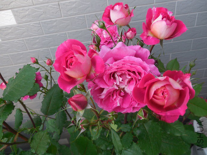 DSCN2107.JPG