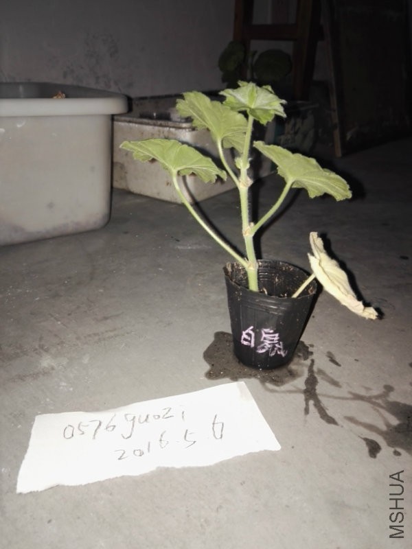 白鼠.jpg