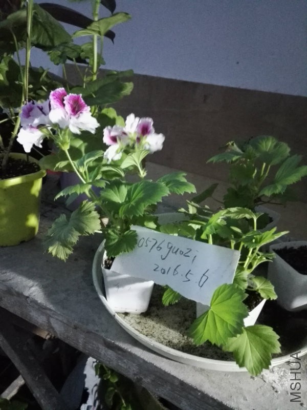 ���ף������벻������ѡ1�ã�