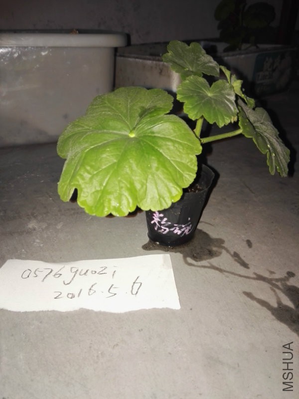 粉�?.jpg
