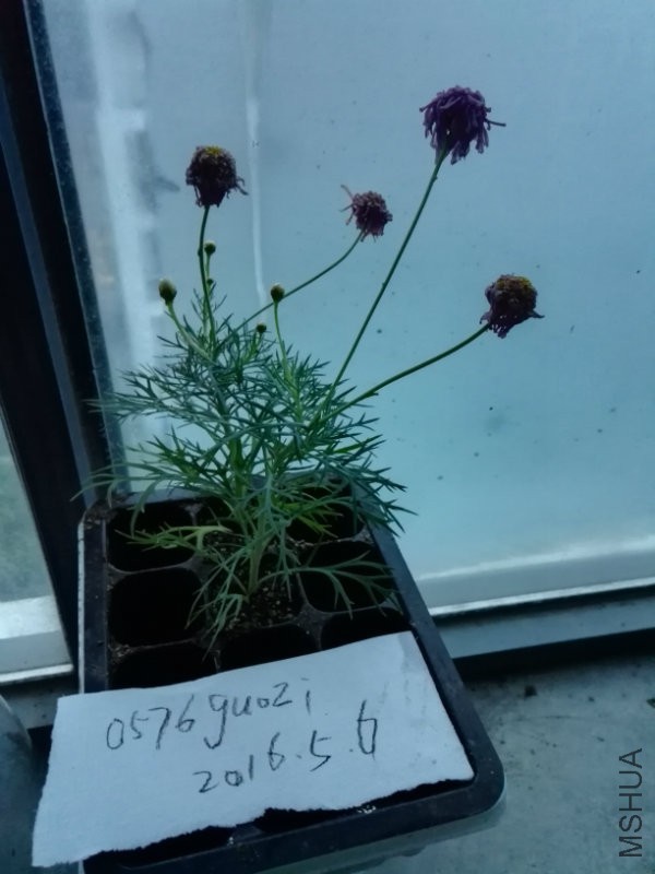 玛格丽特菊粉色半重（图中2棵）.jpg
