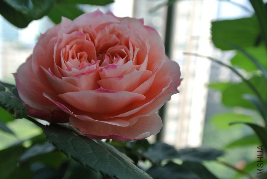 DSC_1849.jpg