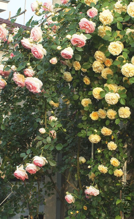 DSC07756-.jpg