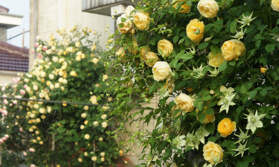 DSC07759- .jpg