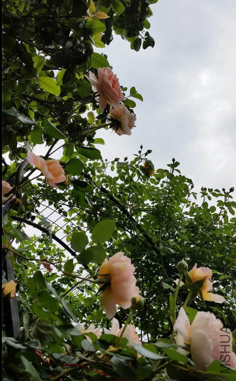 QQͼƬ20160507104910.jpg