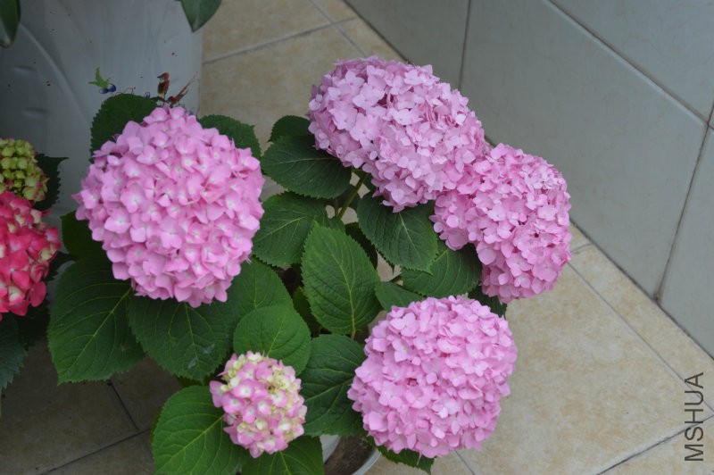 DSC_0054.JPG