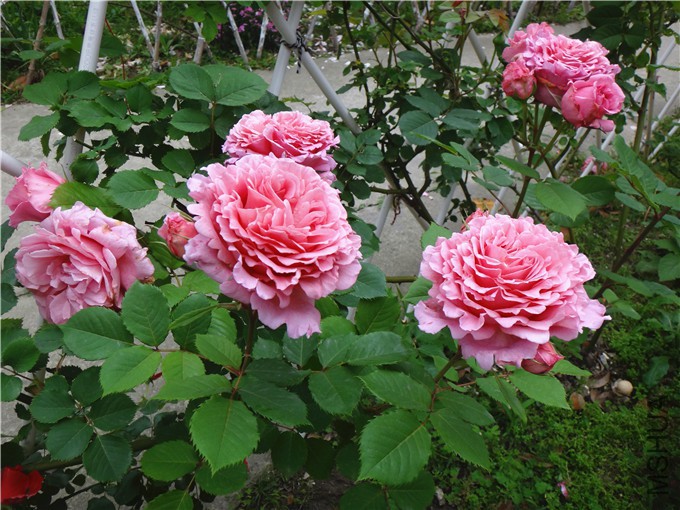 DSC09893_����.jpg