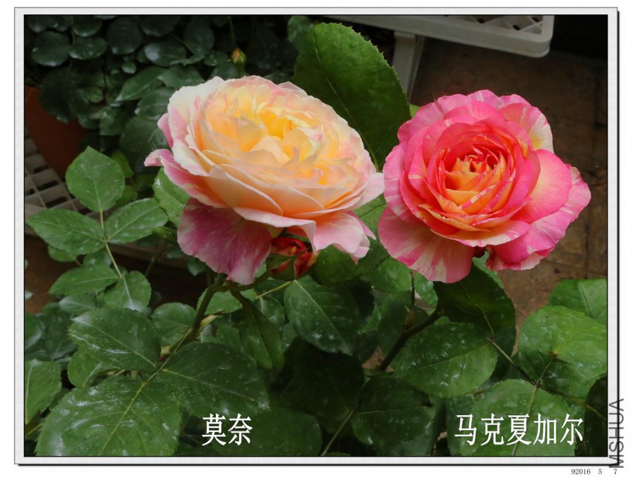 2016050703.jpg