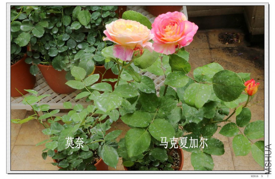2016050702.jpg