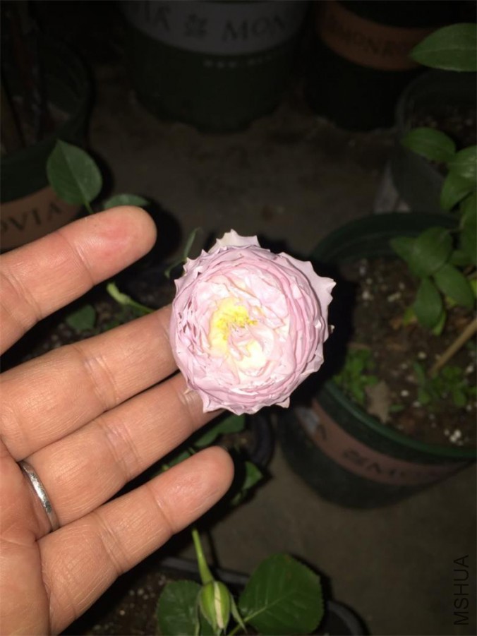 ���ʯ����