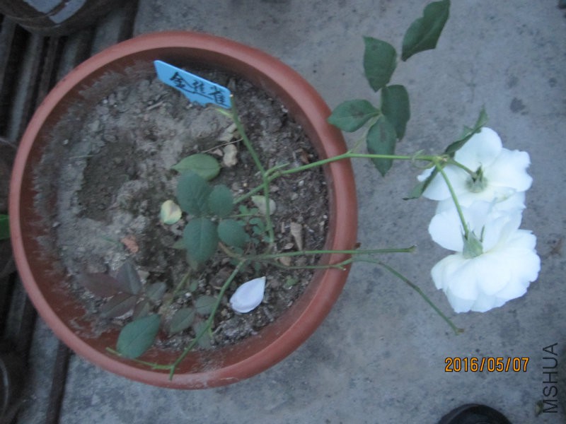 IMG_2828.jpg