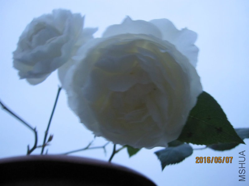 IMG_2830.jpg