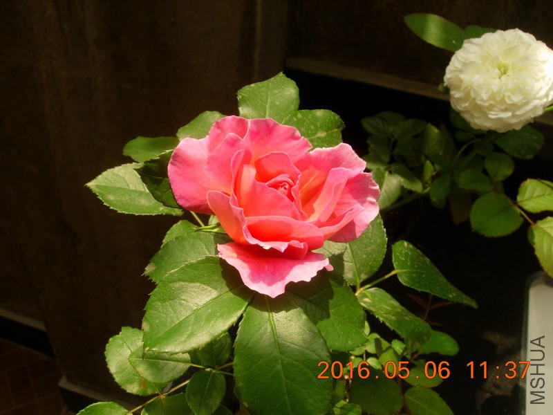 DSCN4386_resize.JPG